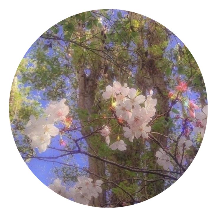 white flowers are blooming on the branches of a tree with blue sky in the background