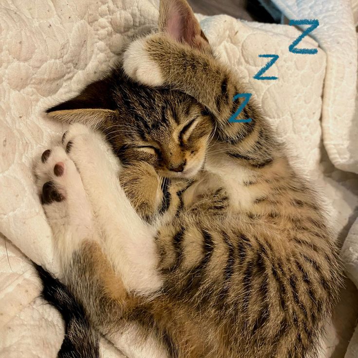 a small kitten sleeping on top of a white blanket