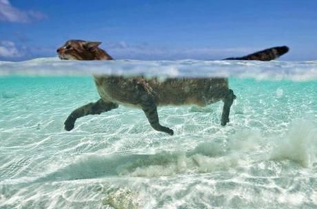 a cat swimming in the ocean with another cat behind it