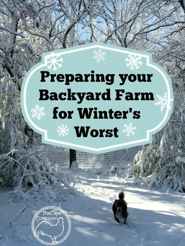 a dog running in the snow with text overlay reading preparing your backyard farm for winter's worst