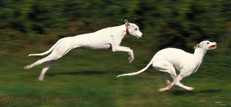 two white dogs are running in the grass