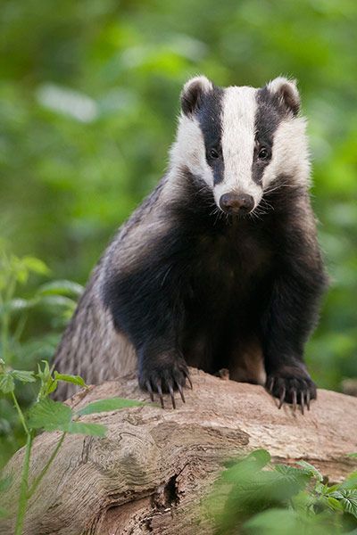 a badger sitting on top of a tree stump