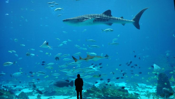 a man standing in front of a large aquarium filled with lots of different types of fish