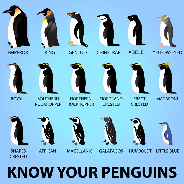 an image of penguins in different colors and sizes with the words know your penguins