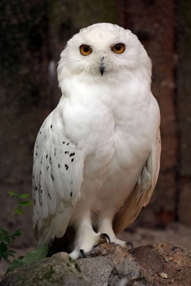 a white owl sitting on top of a rock