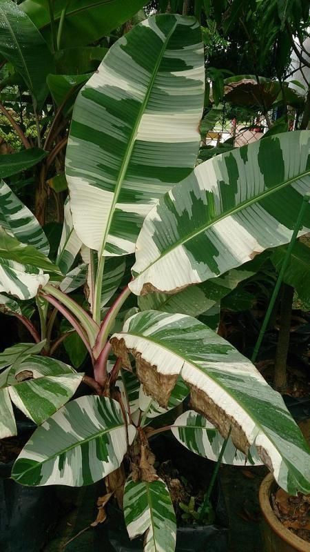 a large green plant with white stripes on it's leaves in a garden area