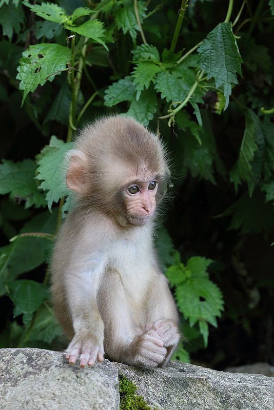 a small monkey sitting on top of a rock next to green plants and trees in the background