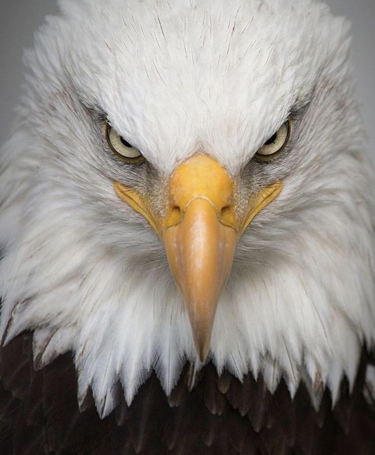 an eagle with yellow eyes and white feathers