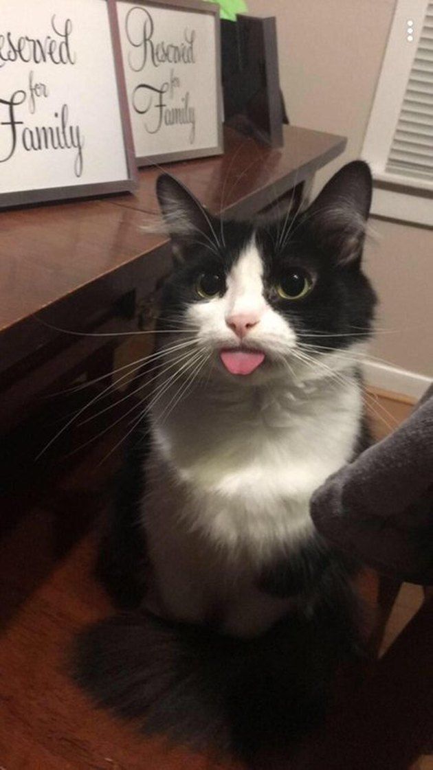 a black and white cat sitting on top of a wooden table