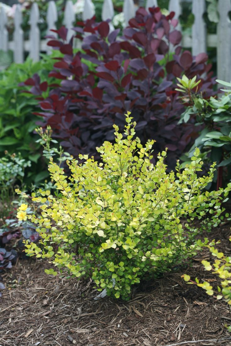 a small bush in the middle of a garden