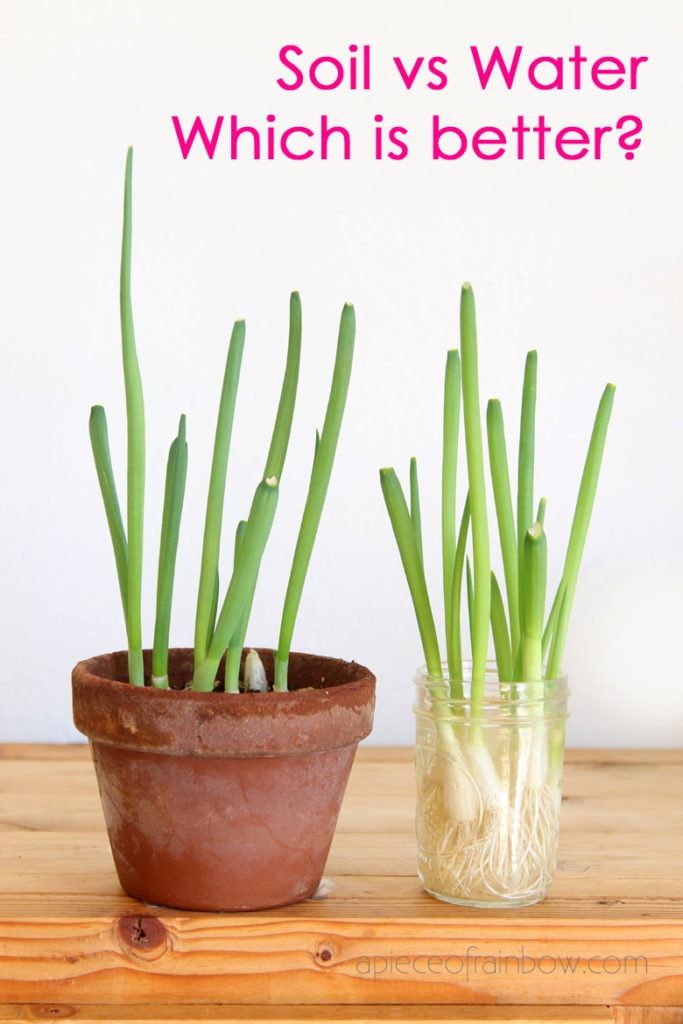 two potted plants sitting next to each other on top of a wooden table with the words soil vs water which is better?