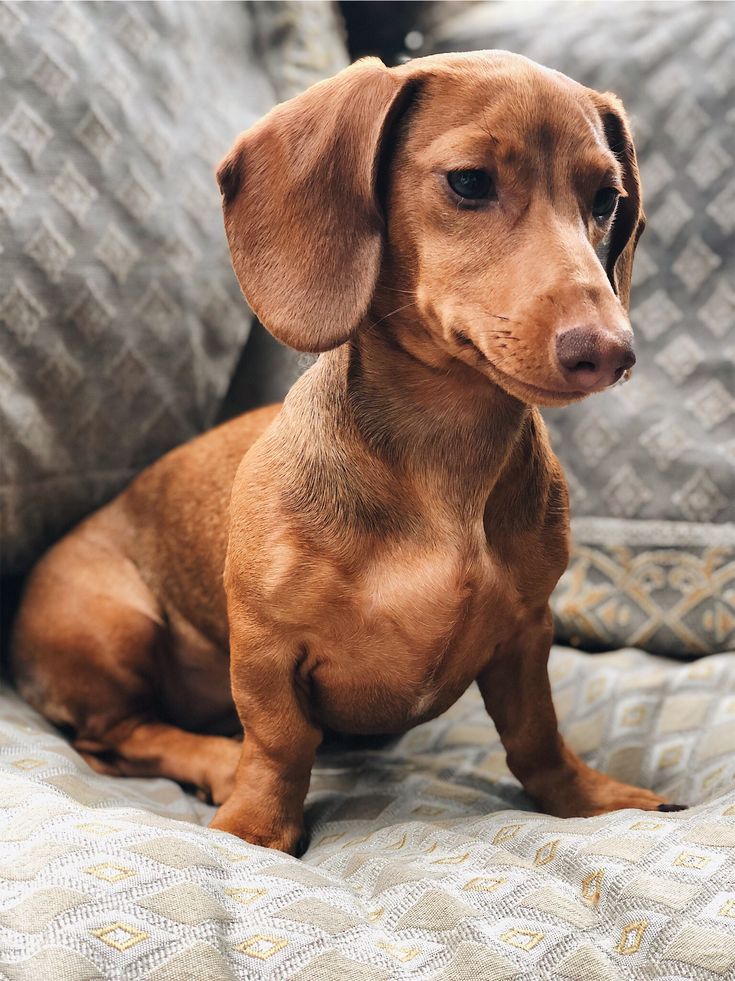 a small brown dog sitting on top of a couch