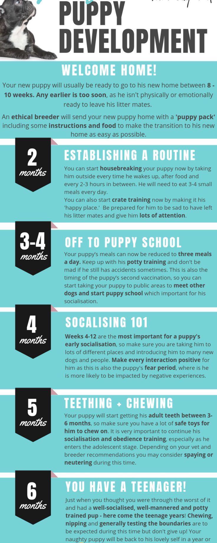 a poster with instructions on how to use the puppy development program for dogs and cats