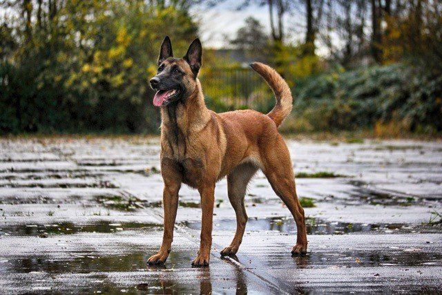 a brown dog standing on top of a wet ground next to trees and bushes with its tongue hanging out