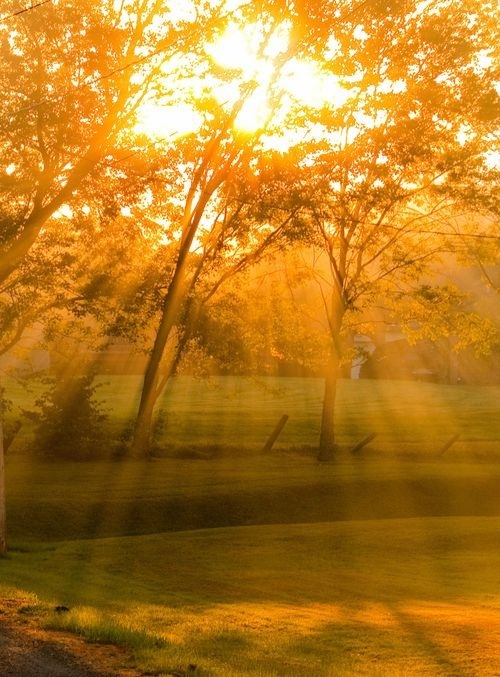 the sun shines brightly through trees on a sunny day in a park with green grass