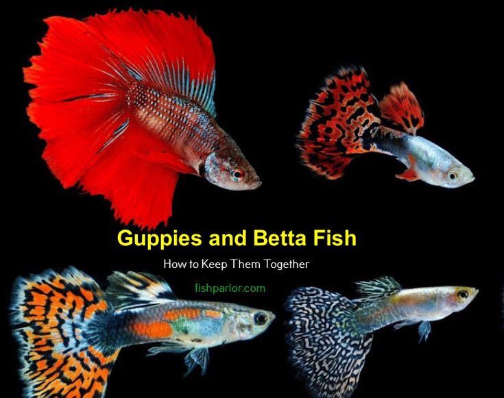 four different types of betta fish with the caption how to keep them together