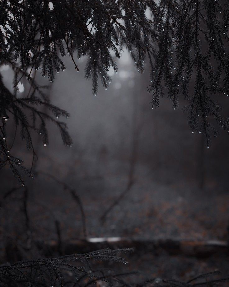 a dark forest with lots of trees covered in drops of water and raindrops