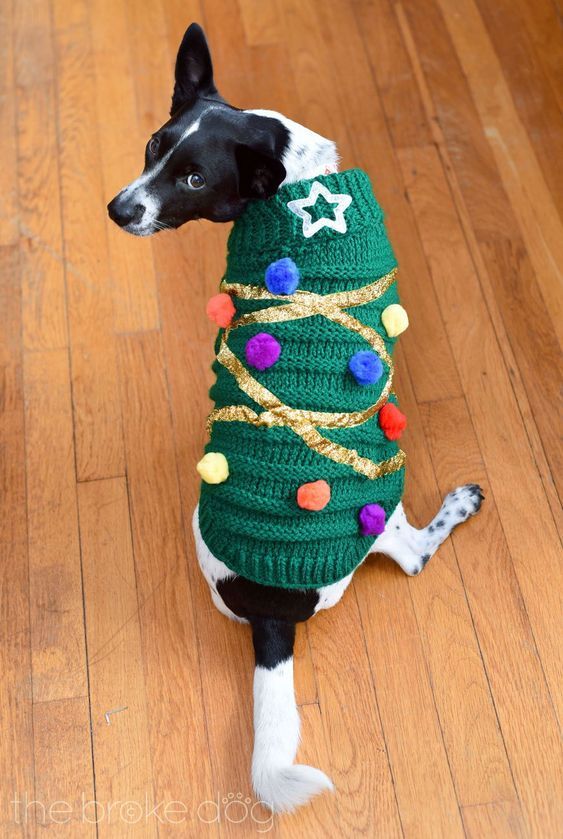 a black and white dog wearing a green christmas tree sweater