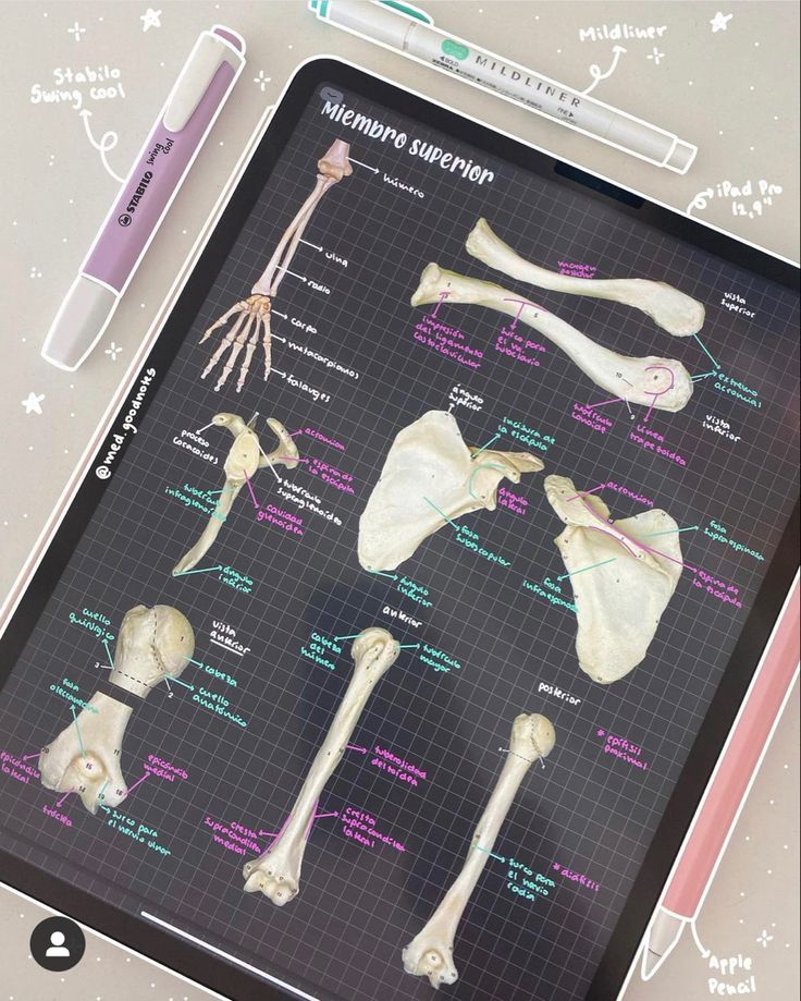 a medical poster with different bones and their names on the table next to a pen