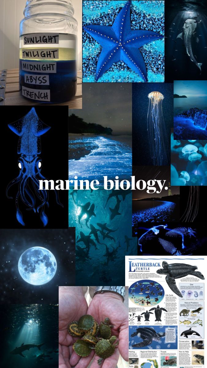 there is a collage of pictures with the words marine biology on it and images of sea animals