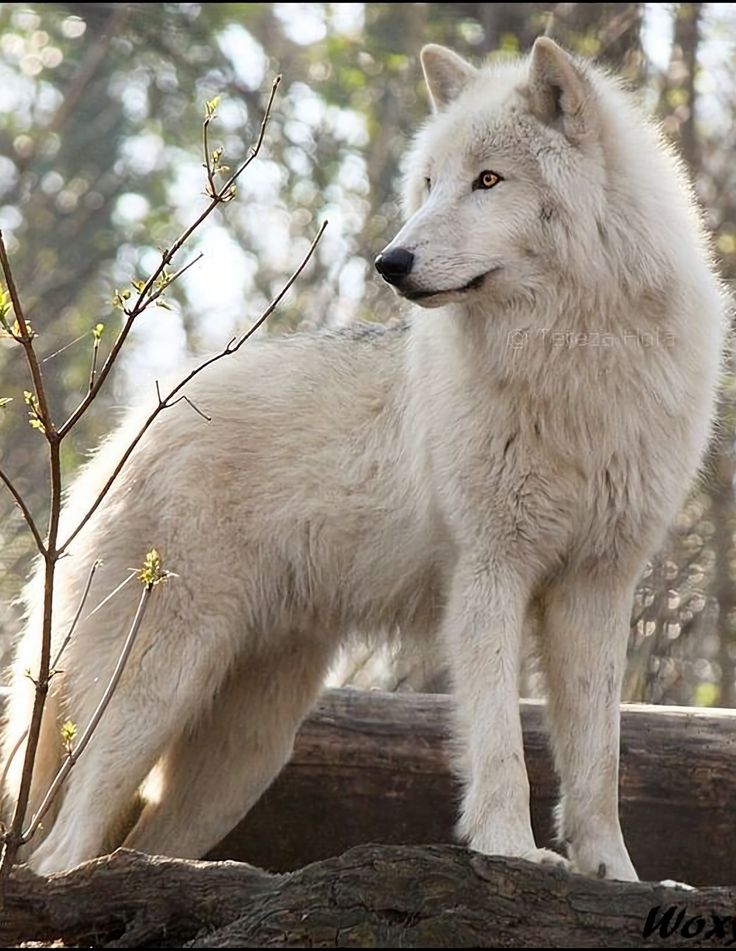 a white wolf standing on top of a log