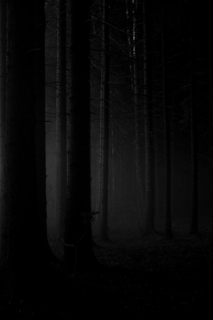 a black and white photo of trees in the woods at night with light coming through