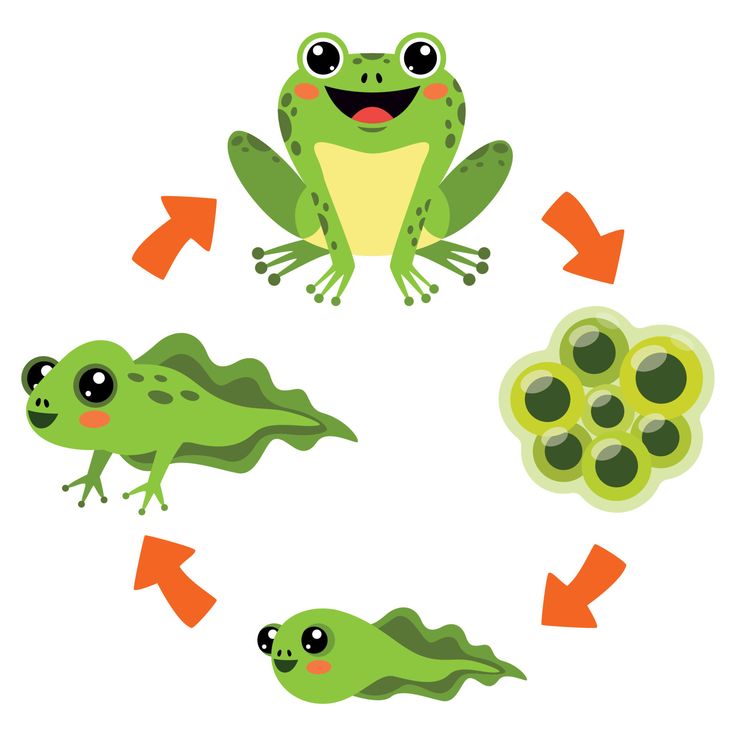 the life cycle of a frog with four different types of frogs and their stages to hatch