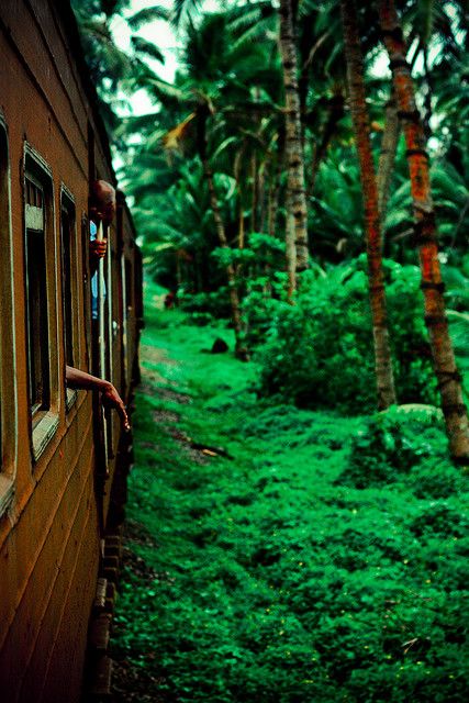 a train traveling through a lush green forest filled with palm trees on the side of it