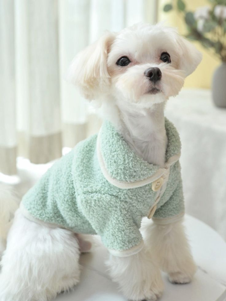 a small white dog sitting on top of a table wearing a green robe and looking at the camera