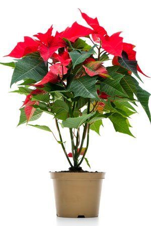 a potted plant with red flowers in it