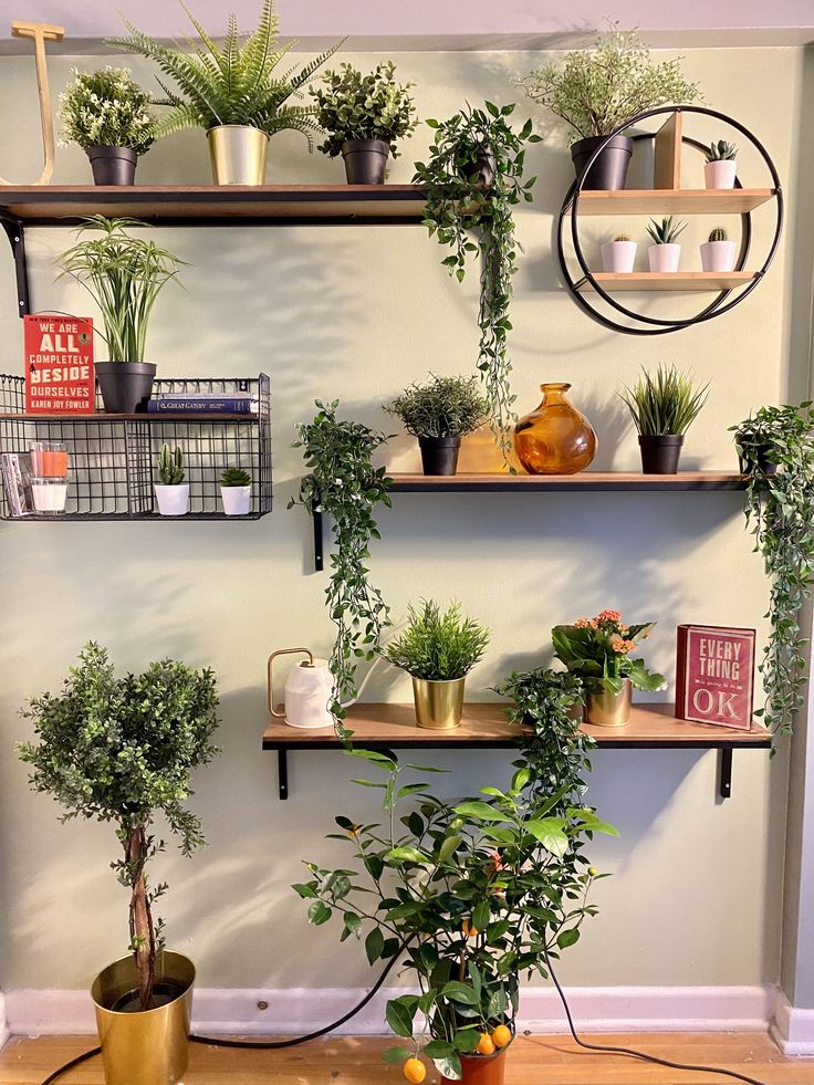 several potted plants on shelves in a room