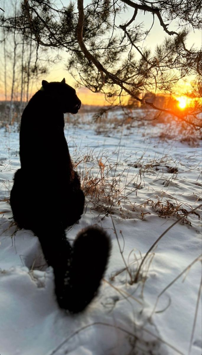 black panther in the snow #black #panther #aesthetic #winter #aesthetic Black Panther Animal Aesthetic, Panthers Aesthetic, Pantera Aesthetic, Panther Pet, Black Panther Aesthetic, Panther Aesthetic, Black Panther Animal, Snow Panther, Panther Cub