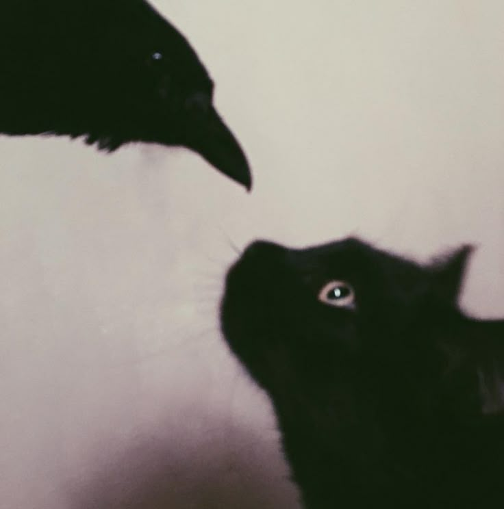 two black cats staring at each other with one cat's head facing the other