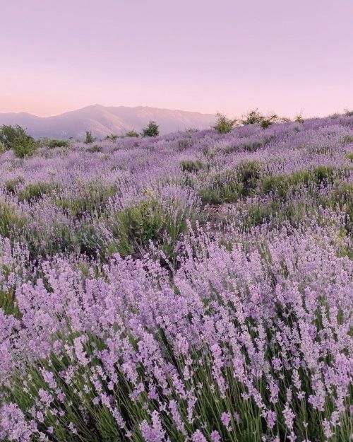 lavender flowers are growing on the side of a hill