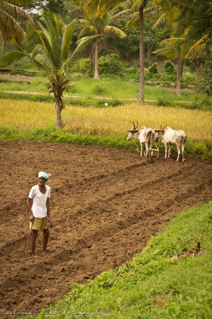 a man standing in the middle of a field next to two oxen and trees