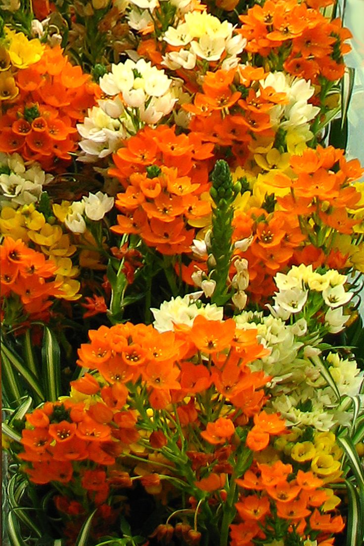 many orange and white flowers in a garden