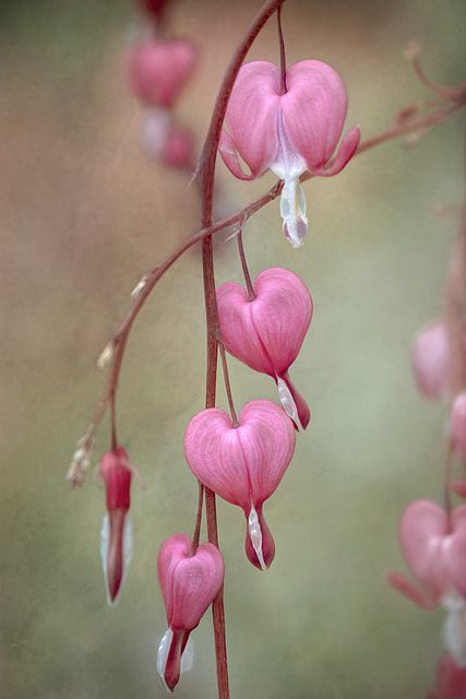 pink flowers with hearts hanging from the stems