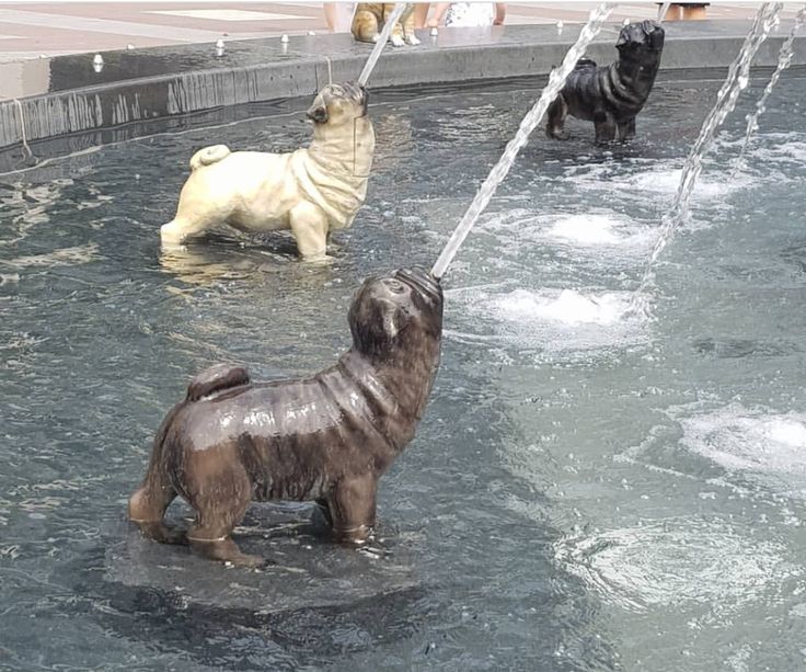 two dogs playing in a fountain with water spouting from it's sides