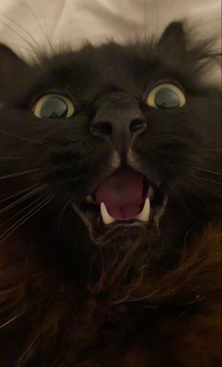 a black cat with its mouth open and it's eyes wide open showing teeth