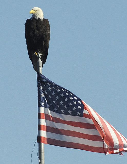 an eagle is perched on top of the american flag