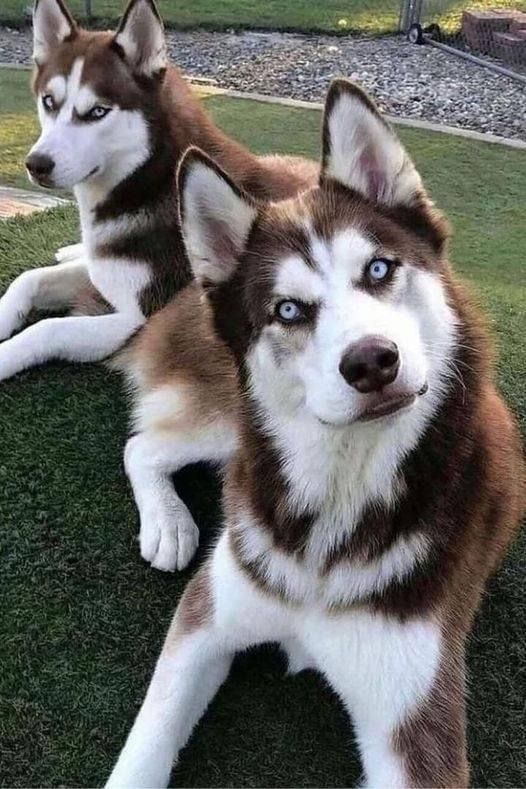 two husky dogs laying on the grass with their eyes open and looking at the camera