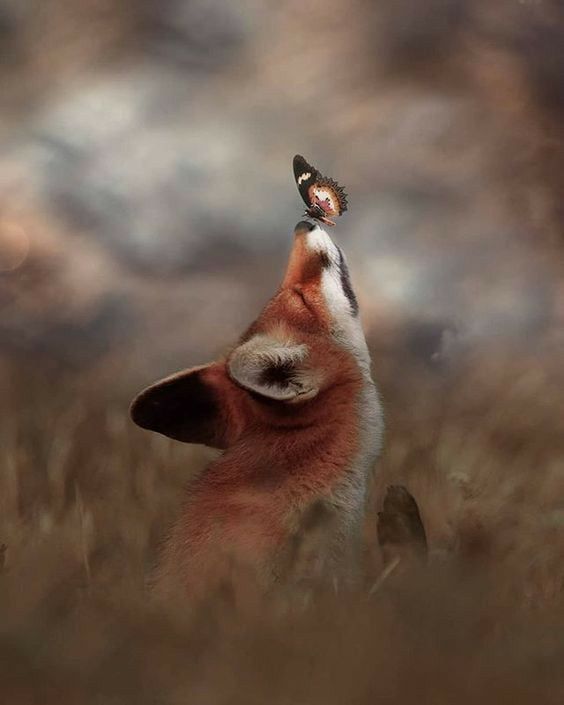 a fox looking up at a butterfly on its head