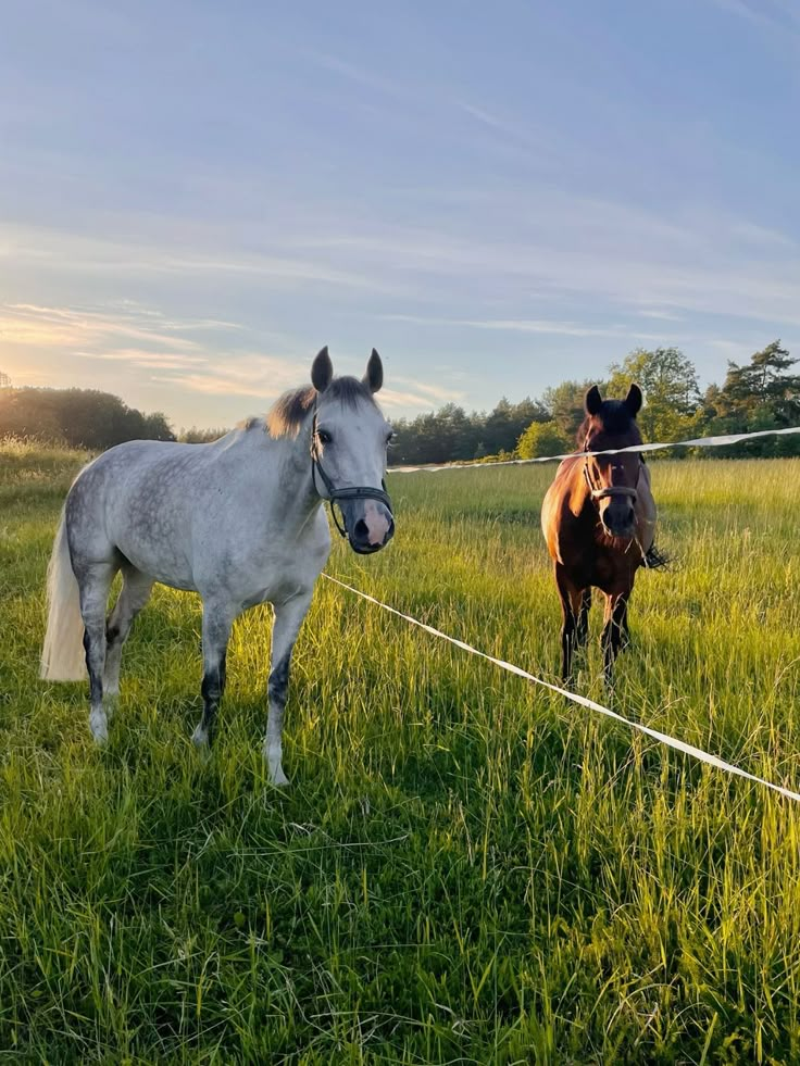 two horses standing next to each other on a lush green field