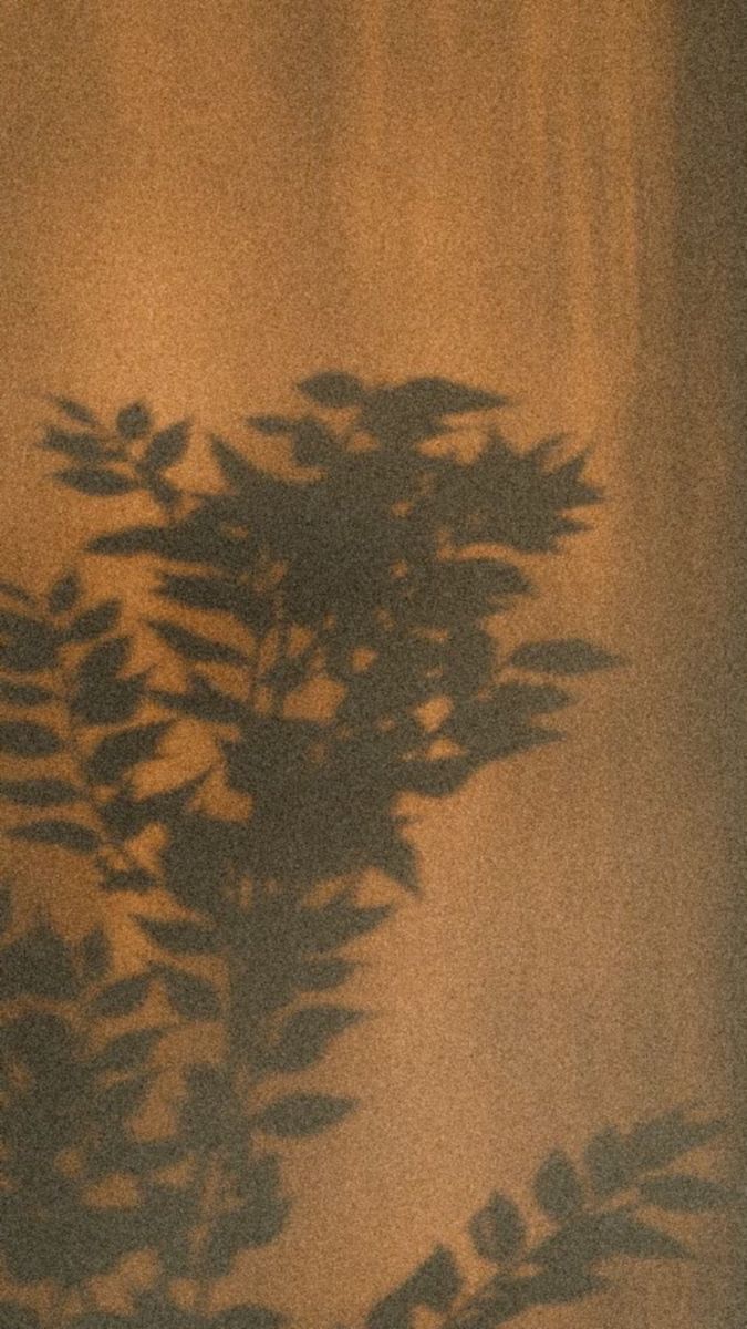 the shadow of a plant on a wall