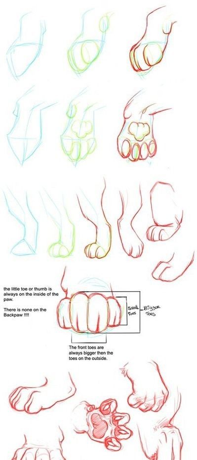 the steps to draw a cat's paw in different positions and sizes, including feet