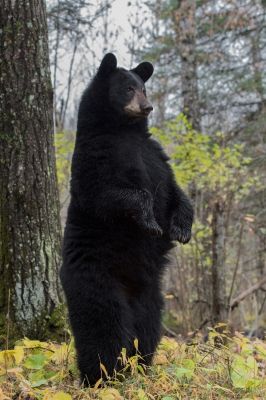 a large black bear standing on its hind legs in the woods next to a tree