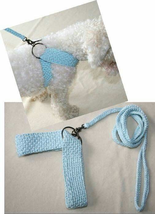 a white dog wearing a blue crochet harness and leash with black metal fittings