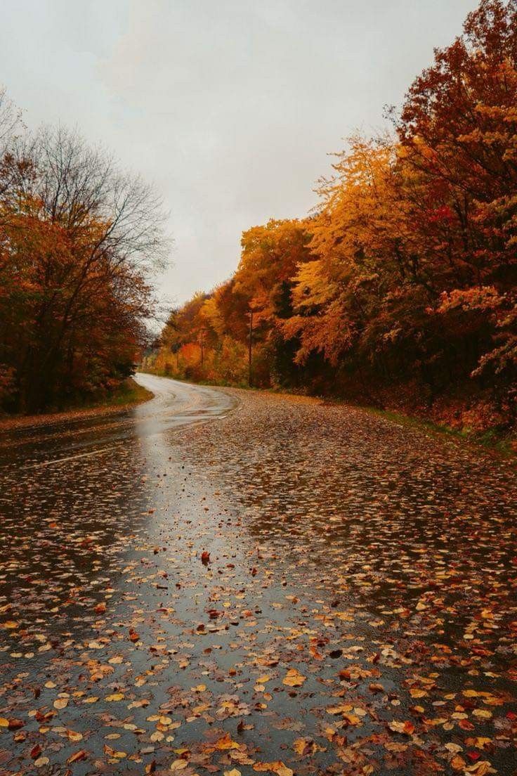 a wet road with lots of leaves on the ground