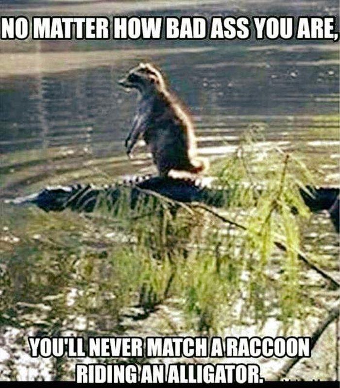 a raccoon sitting on top of a dead animal in the water with caption saying no matter how bad as you are