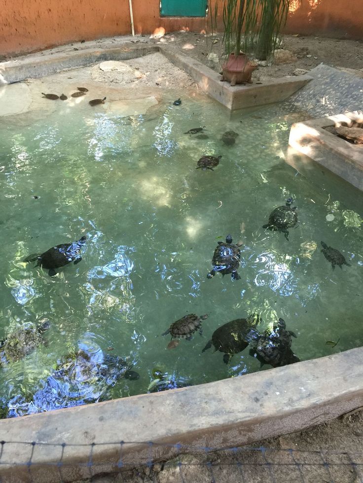 several turtles swimming in the water at a zoo